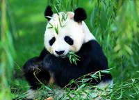 Giant Panda