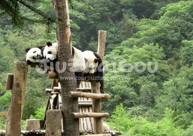 Wolong National Nature Reserve