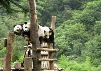 Wolong National Nature Reserve