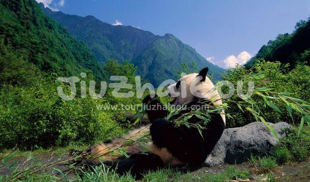 Wolong National Nature Reserve - China
