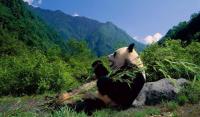 Wolong National Nature Reserve - China