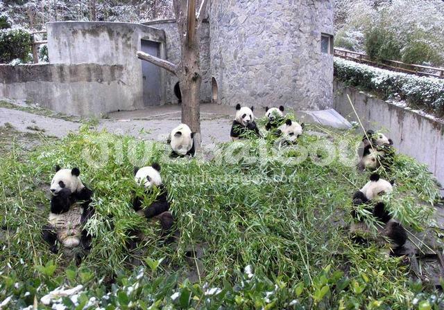 Pandsa are eatting bamboo