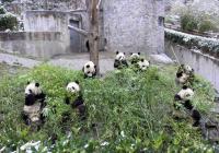 Pandsa are eatting bamboo