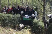  Giant panda released into the wild