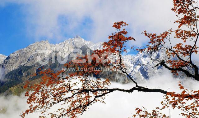 Red Leaves in Xiling Snow Mountain