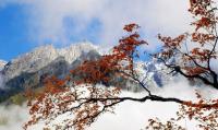 Red Leaves in Xiling Snow Mountain