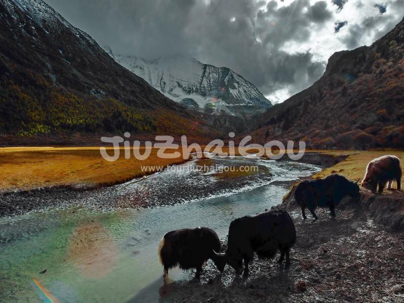 Yading Luorong Pasture