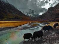 Yading Luorong Pasture