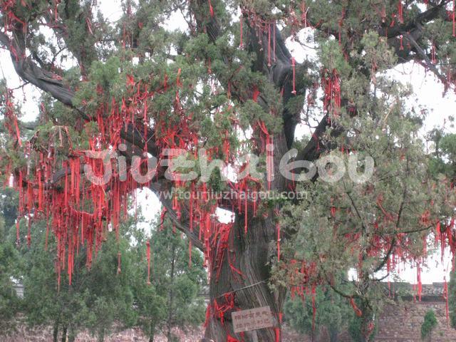 Wishing Tree