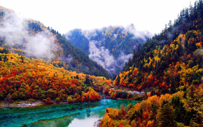 Colorful Forests
