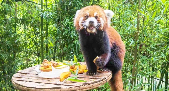 4-day Jiuzhaigou Huanglong Dujiangyan Panda Valley Tour