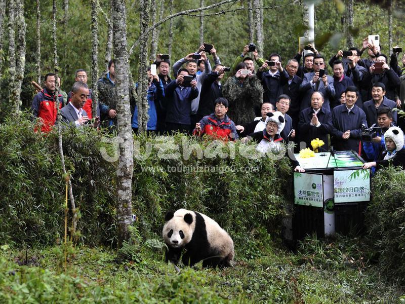 Bifengxia Panda Base