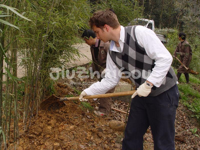 Plant Bamboo