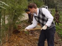Plant Bamboo