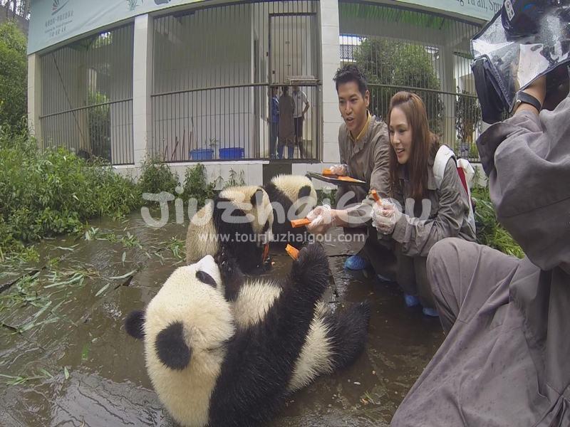 Bifengxia Panda Base