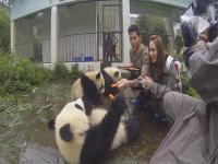 Bifengxia Panda Base