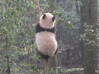 Bifengxia Panda Base