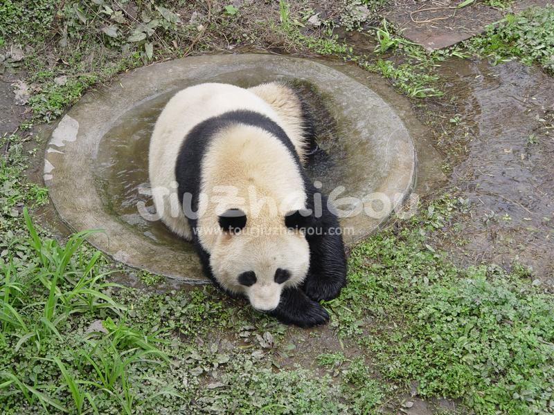 A Panda in Bifengxia Panda Base