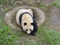A Panda in Bifengxia Panda Base