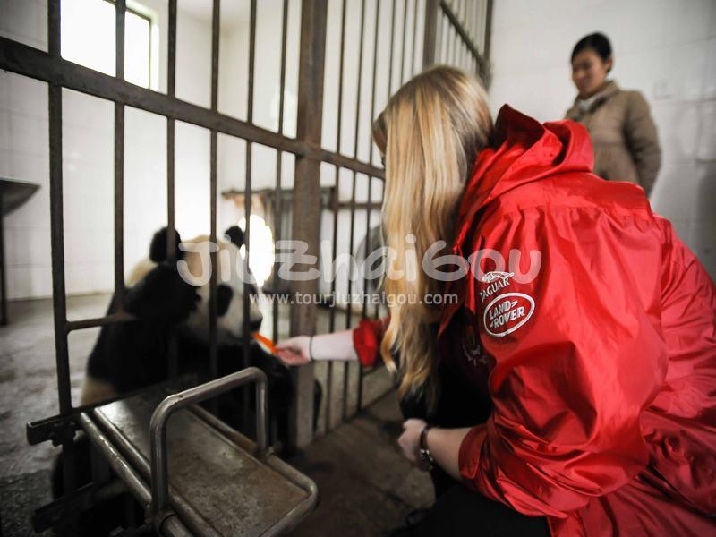 Feed Panda