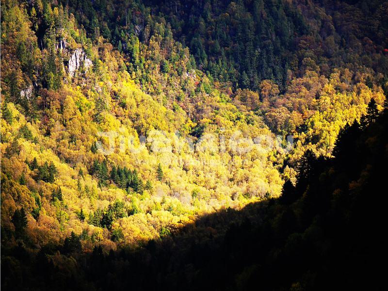 Colorful Forest 