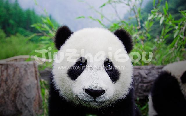 Panda in Wolong